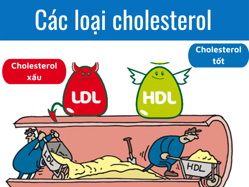 cholesterol là gì LDL và HDL